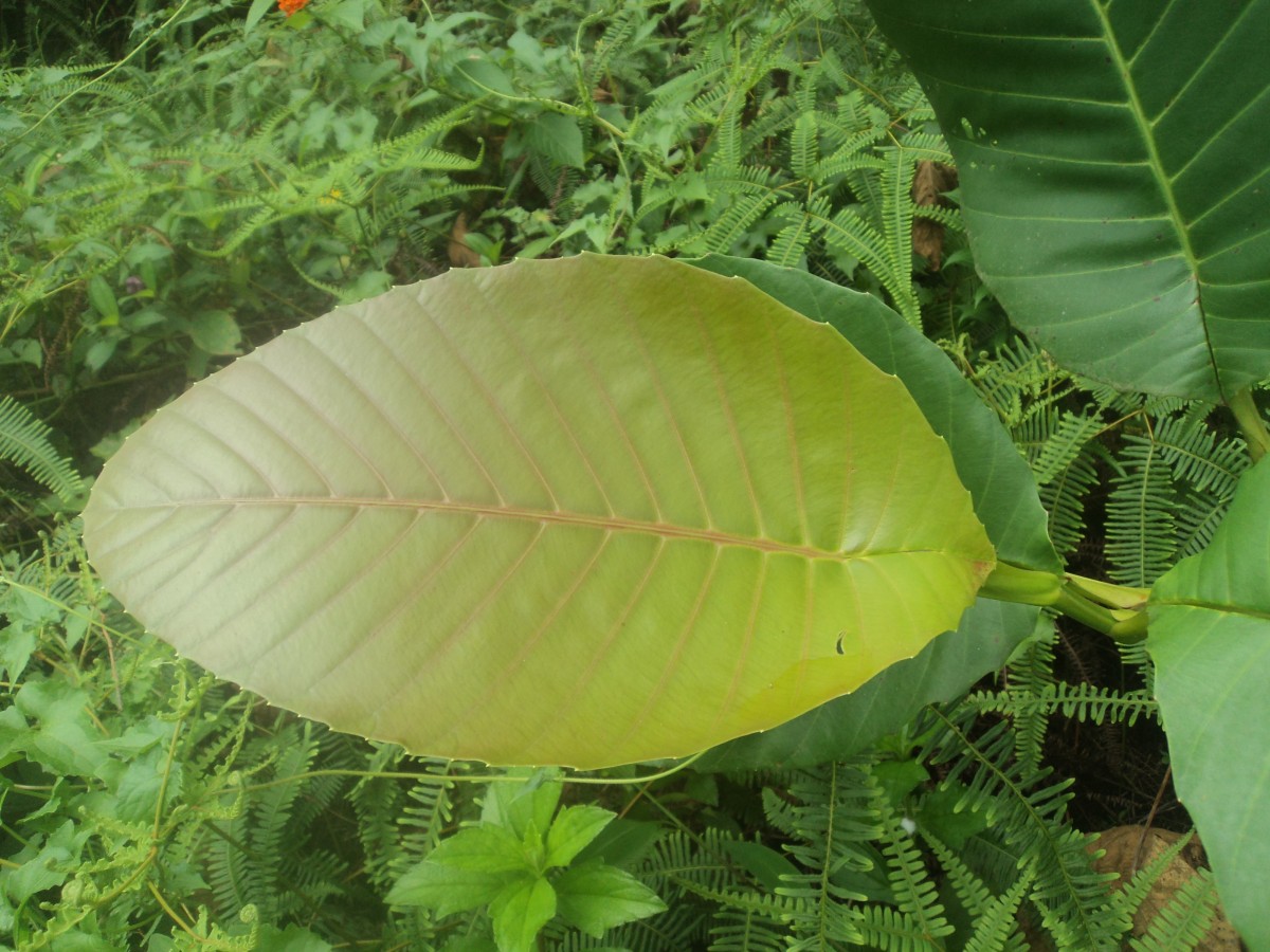 Dillenia suffruticosa (Griff.) Martelli